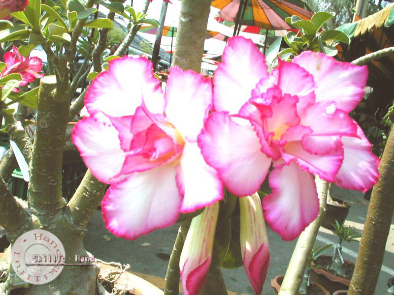 Desert Rose ‘Double Noble’ (Adenium hybrid)